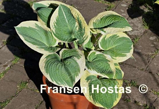 Hosta Lakeside Masterpiece